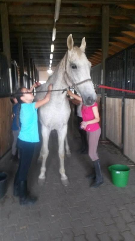 Nyíregyháza Caballus Lovasmajor Panzio المظهر الخارجي الصورة